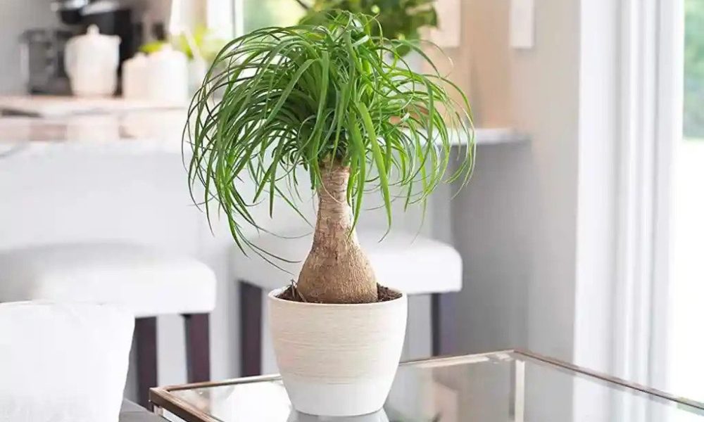 Care este semnificația spirituală a plantei “picior de elefant” (beaucarnea recurvata)?