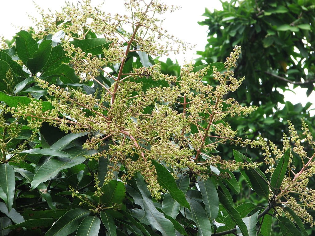 Ceaiul din frunze de mango poate trata diabetul?