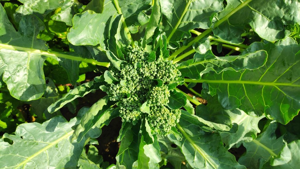 Puterea Cruciferelor: Cum Poate Broccoli Să Lupte Împotriva Cancerului? Un Ghid Complet