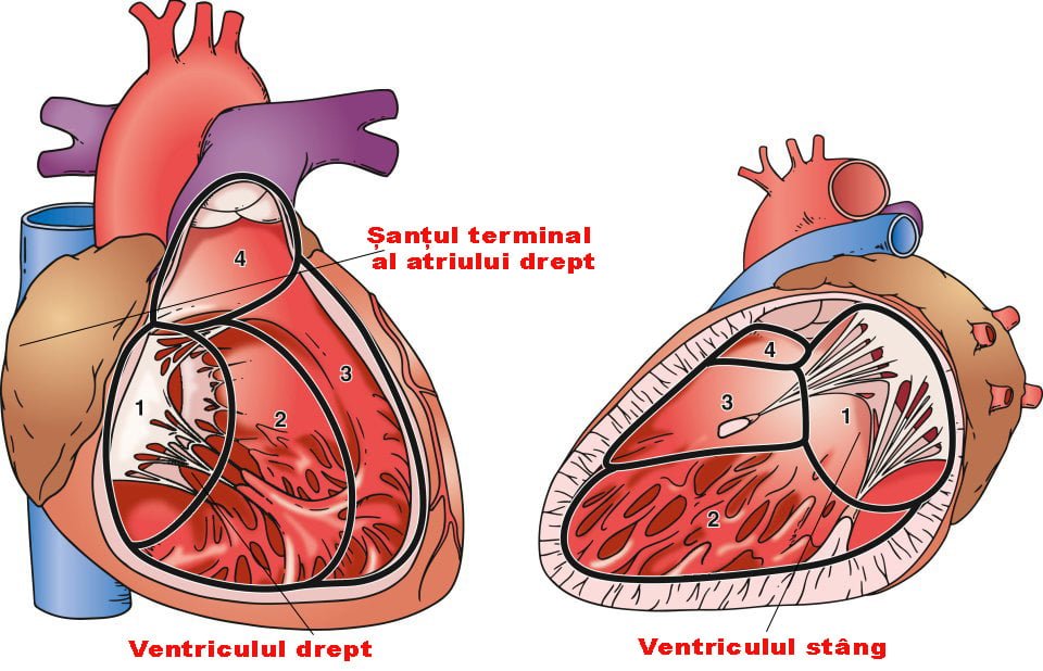 Șanțul terminal al atriului drept