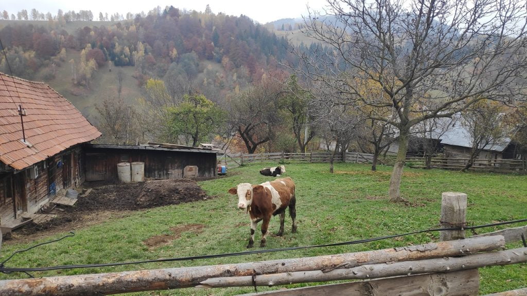 Cât costă o vacă în România?