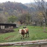 Idee de afacere cu mâncare la domiciliu: cum să deschizi un restaurant acasă (home restaurant)?