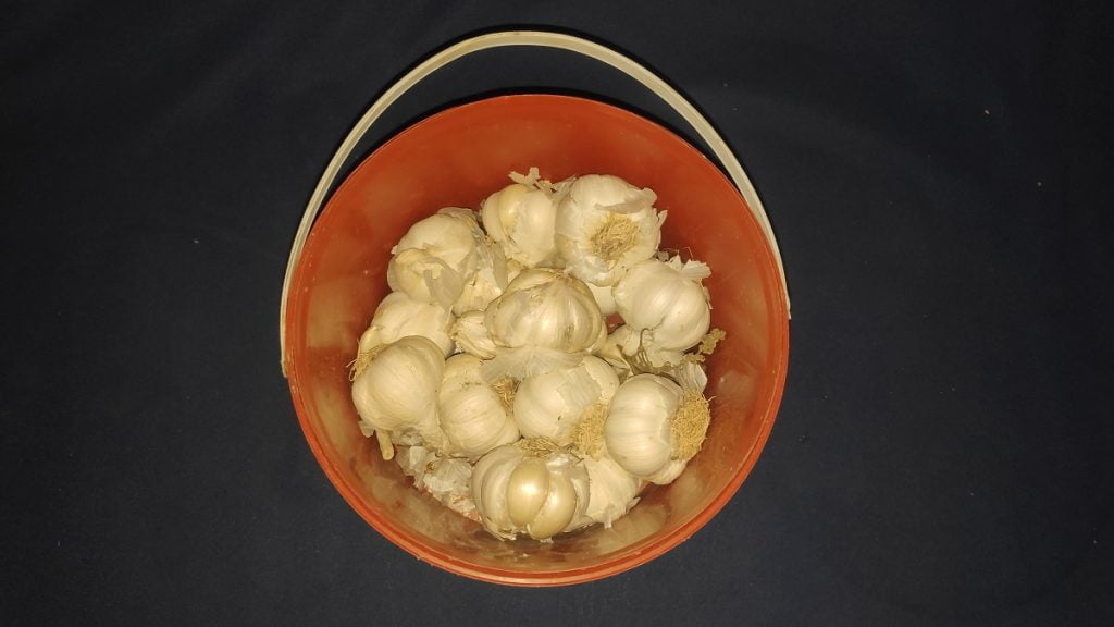 Cum să folosești usturoiul pentru a-ți îmbunătăți sănătatea gastrointestinală?
