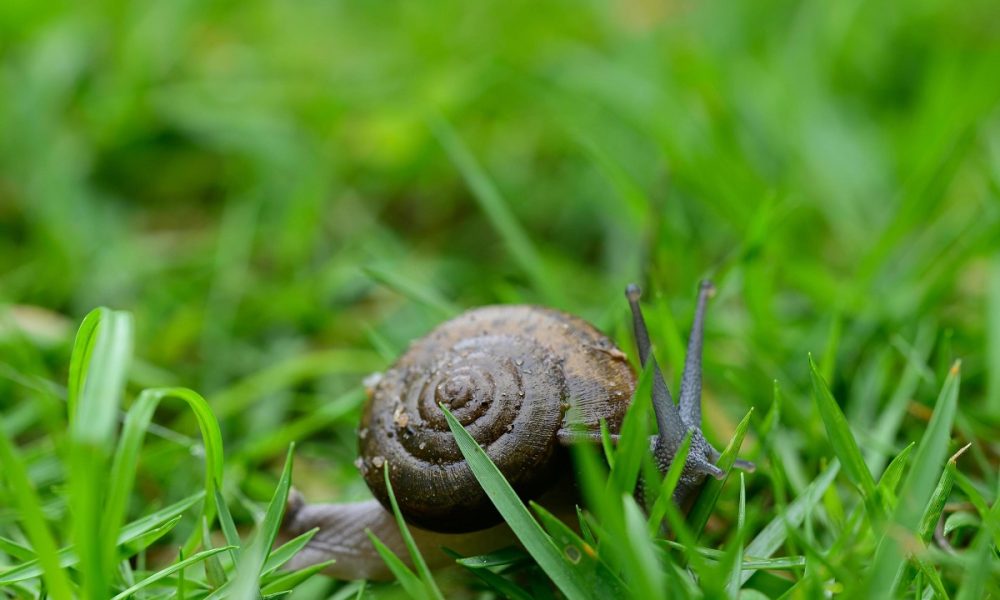 Câți metri poate parcurge un melc într-o oră?