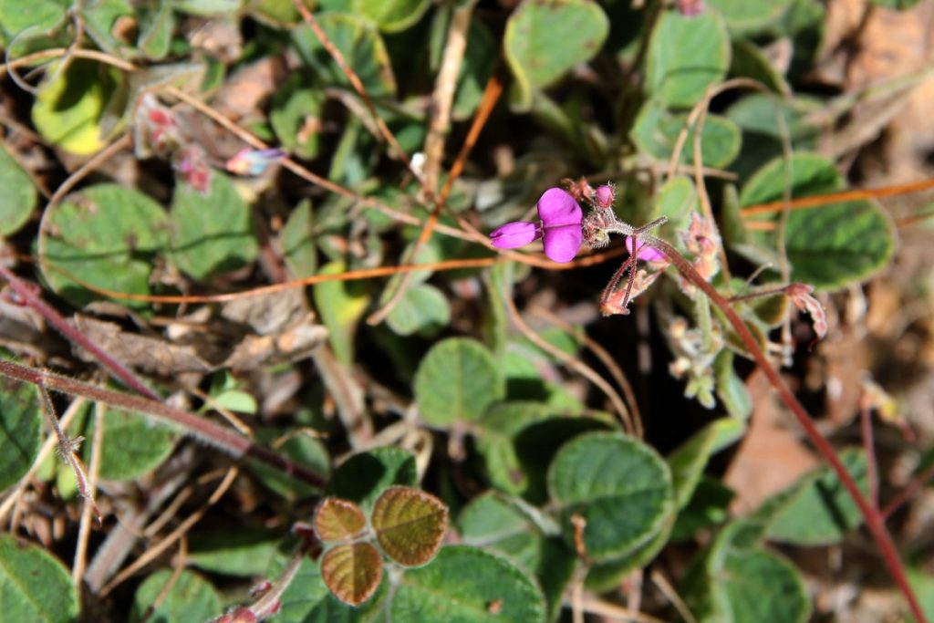 Ceaiul de Desmodium: cel mai bun regenerator al ficatului