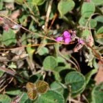 Ceaiul de Desmodium: cel mai bun regenerator al ficatului