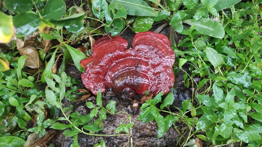 Care Sunt Cele Mai Bune Ciuperci Medicinale? Un Ghid Complet pentru Sănătate și Vitalitate