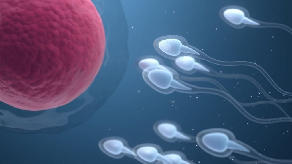 Durata de viață a spermatozoizilor: Cât rezistă în corpul feminin și în afara lui?