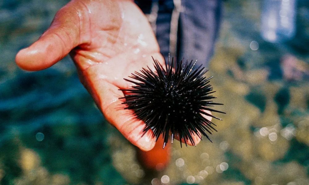 remedii naturale pentru intepaturile de arici de mare