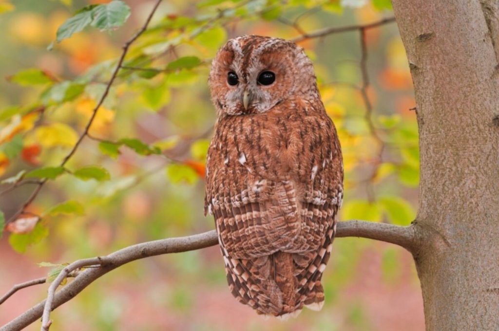 Ce sa faci cand auzi o cucuvea cantand