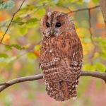 Ce sa faci cand auzi o cucuvea cantand