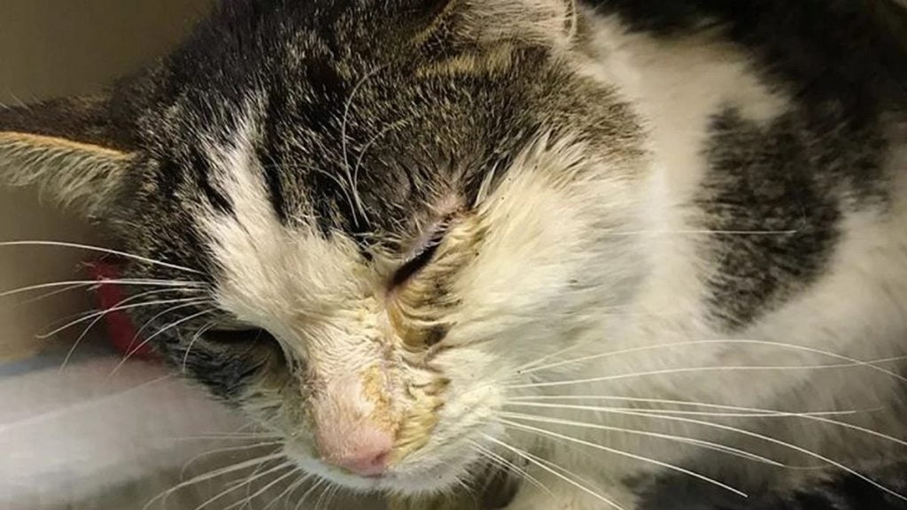 Cum sa tratezi raceala la pisici cu remedii naturiste