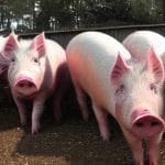 cat costa un porc de 150 de kg