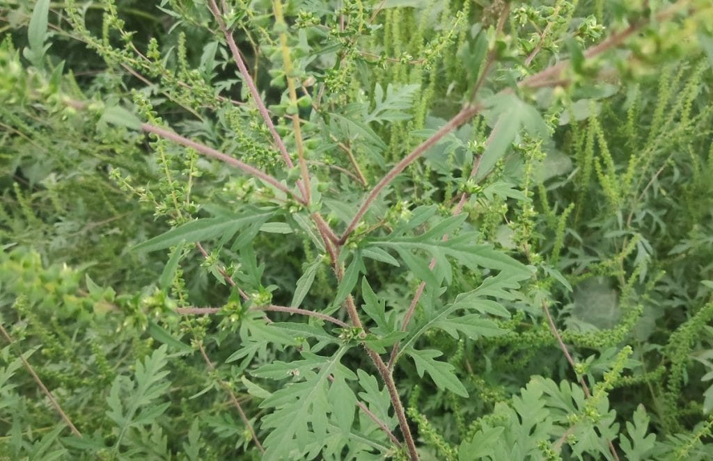 la ce se foloseste ambrozia