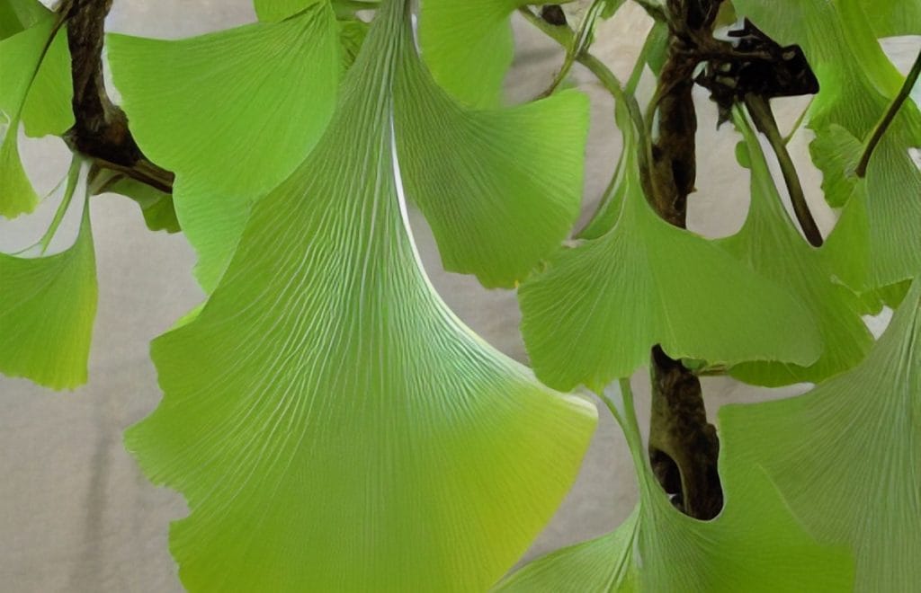 Cum iti imbunatatesti memoria cu ginkgo biloba