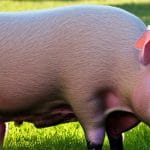 Măsuri pentru elevii indisciplinați: O abordare constructivă Interzicerea sacrificarii animalelor acasa