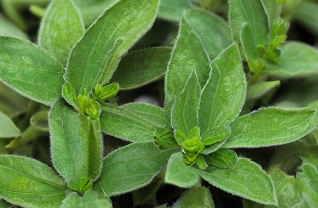 Ce plante elimina acidul uric