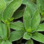 Ce plante elimina acidul uric