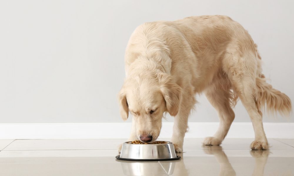 Cum recunoști o dietă completă pentru animalul tău