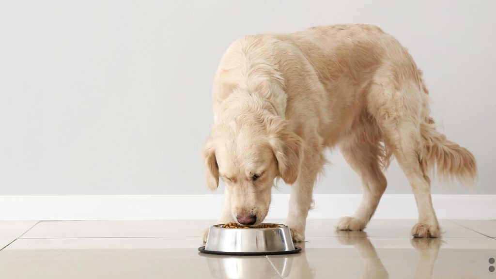 Cum recunoști o dietă completă pentru animalul tău