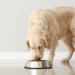 Cum recunoști o dietă completă pentru animalul tău