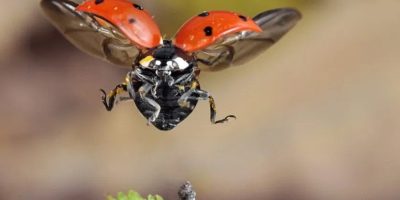 gargarita frumoasa in zbor